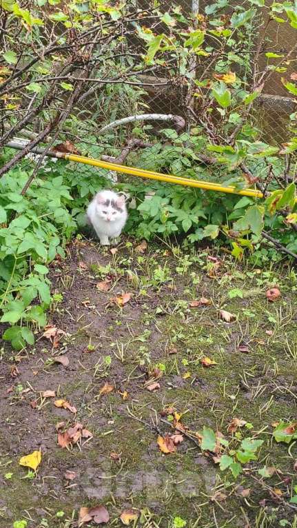 Кошки в Санкт-Петербурге: Белла Девочка, Бесплатно - фото 2