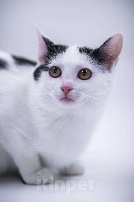 Кошки в Москве: Принцесса ищет дом Девочка, Бесплатно - фото 3