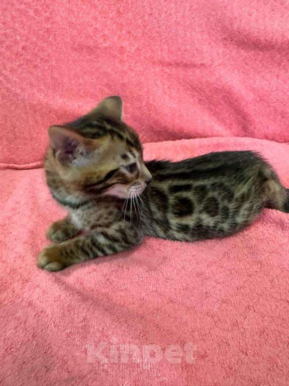 Кошки в Калуге: Котята бенгалы  Мальчик, 20 000 руб. - фото 6