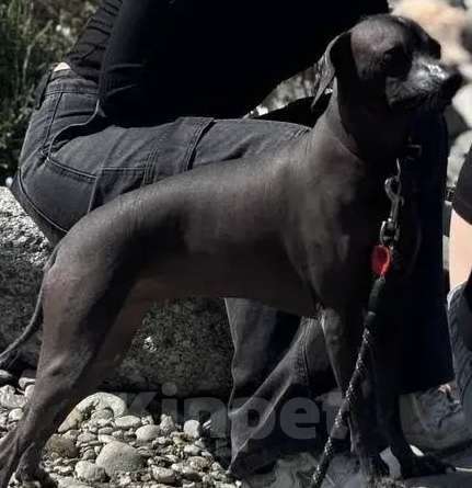 Собаки в других городах Ставропольского края: Отдам в добрые руки собаку Девочка, Бесплатно - фото 1