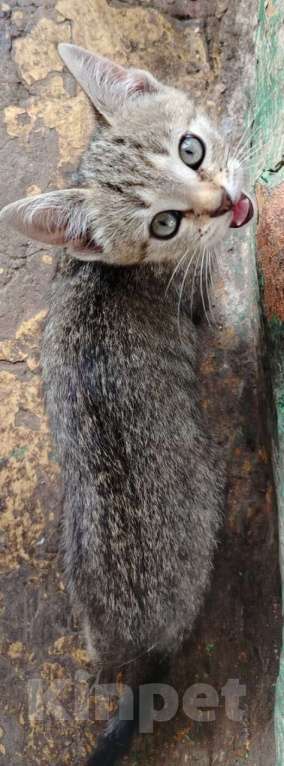 Кошки в Тамбове: Очаровательные котята в добрые руки Девочка, Бесплатно - фото 3