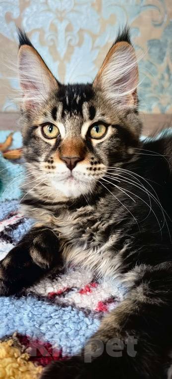 Кошки в Нижнем Новгороде: Полидакт мейн кун Мальчик, 30 000 руб. - фото 6