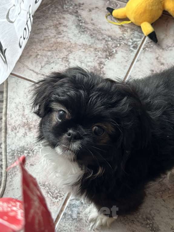 Собаки в Москве: Щенок пекинеса Белка Девочка, 15 000 руб. - фото 1