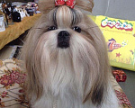 Собаки в Самаре: Щенки ши-тцу, 50 руб. - фото 3