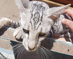 Кошки в Саратове: Бенгальские котята, 2 000 руб. - фото 1