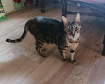 Кошки в Курлово: Пристраиваю кошка порода, Бесплатно - фото 1