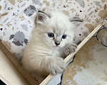 Кошки в Твери: Невский маскарадный котенок Девочка, Бесплатно - фото 2