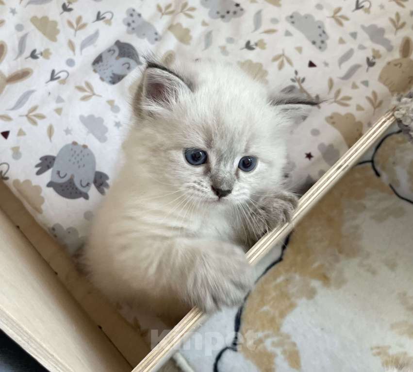 Кошки в Твери: Невский маскарадный котенок Девочка, Бесплатно - фото 2