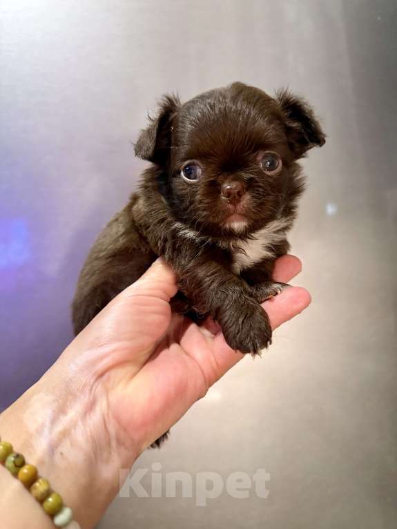 Собаки в Ростове-на-Дону: Мальчик чихуахуа Мальчик, 35 000 руб. - фото 3