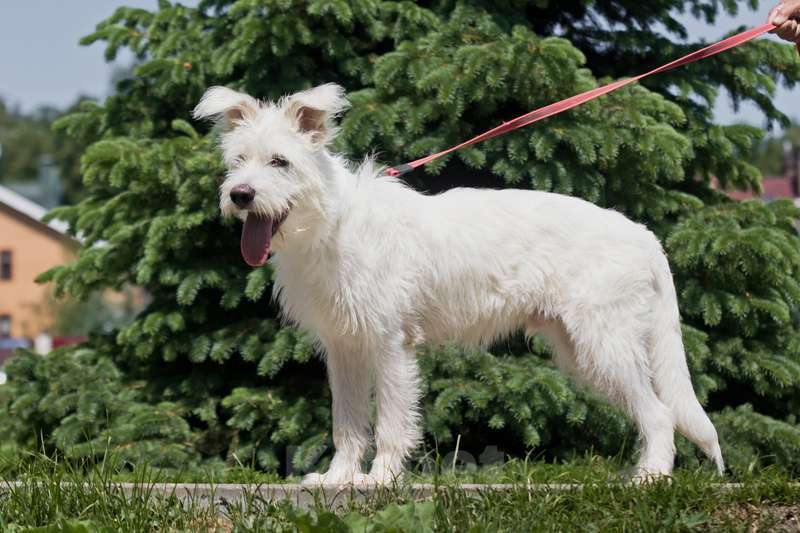 Собаки в Москве: Щенок бородатик — метис ирландского волкодава Бадди в дар Мальчик, Бесплатно - фото 2