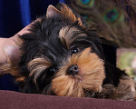 Собаки в Москве: Йоркширский ангелочек по кличке -Принц Лучик Сказочной Долины Мальчик, 60 000 руб. - фото 2