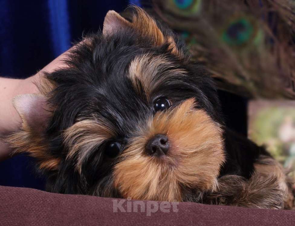 Собаки в Москве: Йоркширский ангелочек по кличке -Принц Лучик Сказочной Долины Мальчик, 60 000 руб. - фото 2