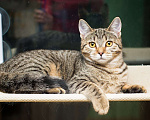 Кошки в Москве: Полосатая молодая серая кошечка-подросток Марфа в дар Девочка, 1 руб. - фото 4