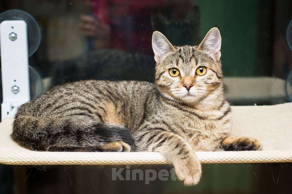 Кошки в Москве: Полосатая молодая серая кошечка-подросток Марфа в дар Девочка, 1 руб. - фото 4
