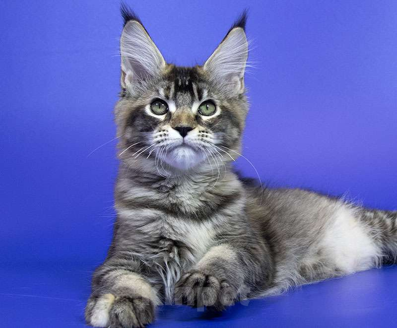 Кошки в Москве: Котенок Мейн Кун Девочка, Бесплатно - фото 1