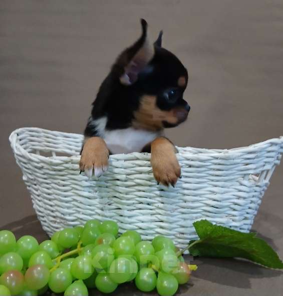 Собаки в Туле: Мальчики и девочки чихуахуа Разнополые, 15 000 руб. - фото 5