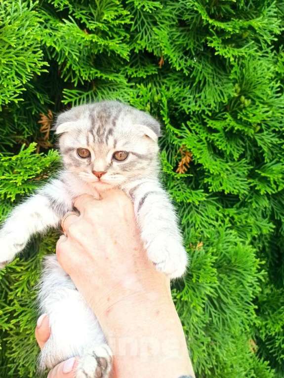 Кошки в Саратове: девочка Девочка, 2 500 руб. - фото 1
