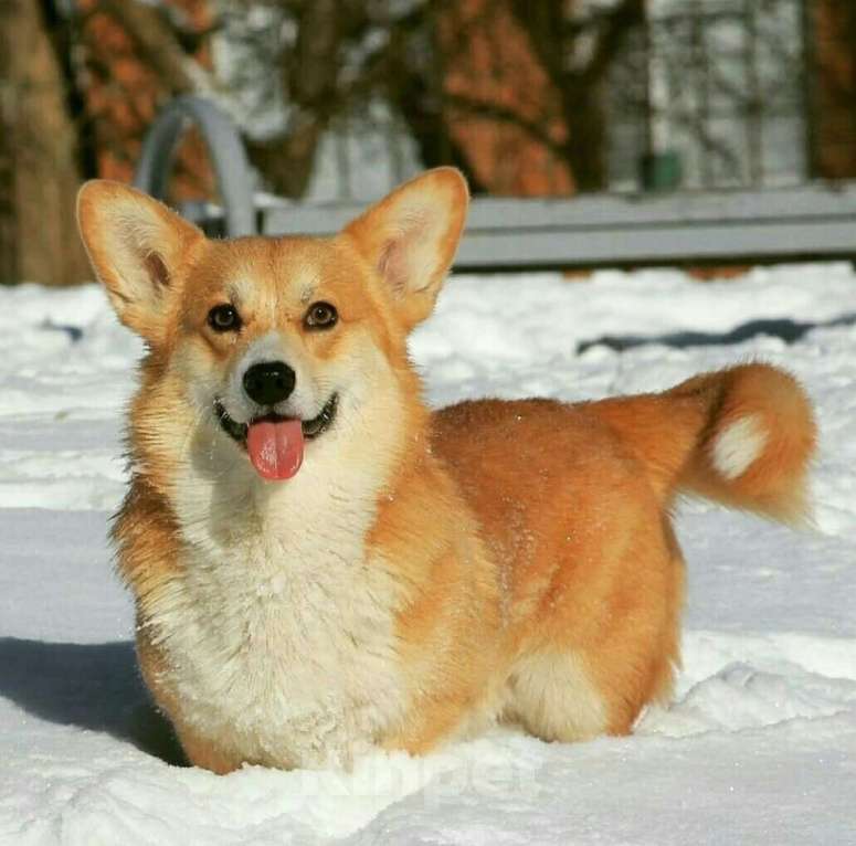 Собаки в Москве: вельш корги пемброк мальчик Мальчик, 35 000 руб. - фото 5