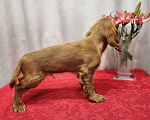 Собаки в Красногорске: Рыжий красавец  Мальчик, 30 000 руб. - фото 1