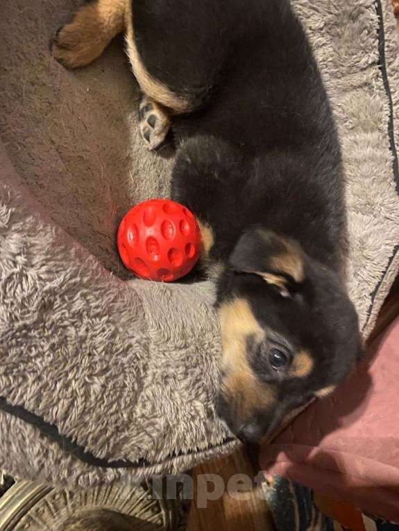 Собаки в Москве: Щенок Эшли 2 месяца ждет мам и пап Девочка, Бесплатно - фото 3