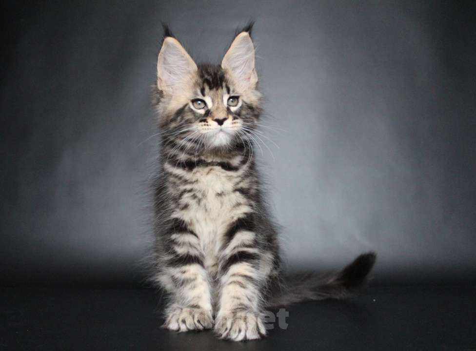 Кошки в Екатеринбурге: Котёнок мейн-кун Кабалерон Мальчик, 50 000 руб. - фото 8