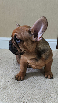 Французский бульдог