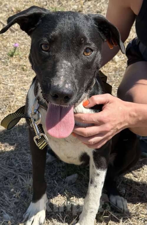 Собаки в Симферополе: Метис стаффа в семью )  Девочка, Бесплатно - фото 3