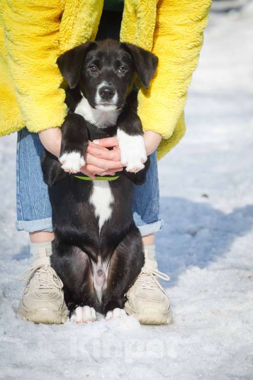 Собаки в Москве: Английский пойнтер щенок мальчик Мальчик, 22 руб. - фото 1