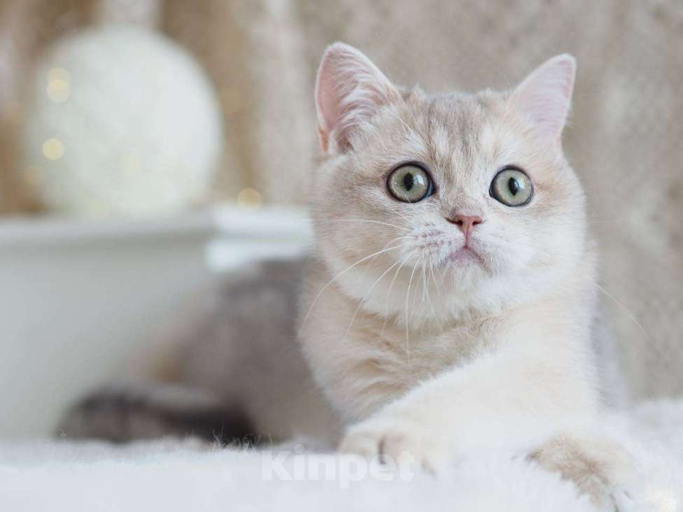 Кошки в Москве: Британская девочка Аура Девочка, 100 000 руб. - фото 2