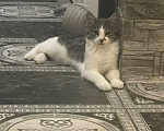 Кошки в Красногорске: Котенок 5 месяцев Мальчик, Бесплатно - фото 2
