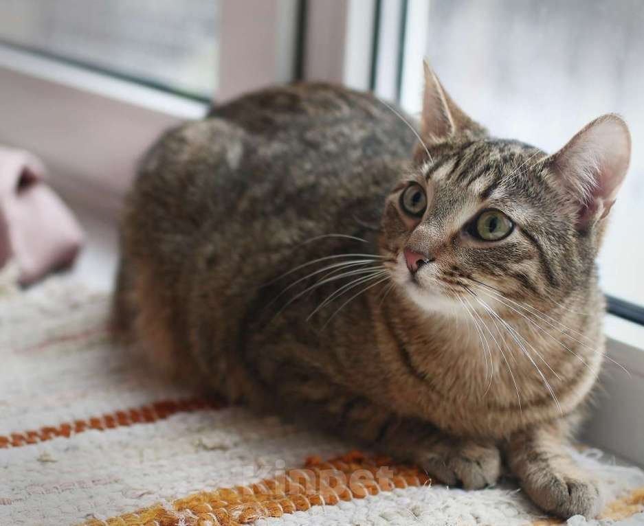 Кошки в Санкт-Петербурге: Ксюша Девочка, 500 руб. - фото 5