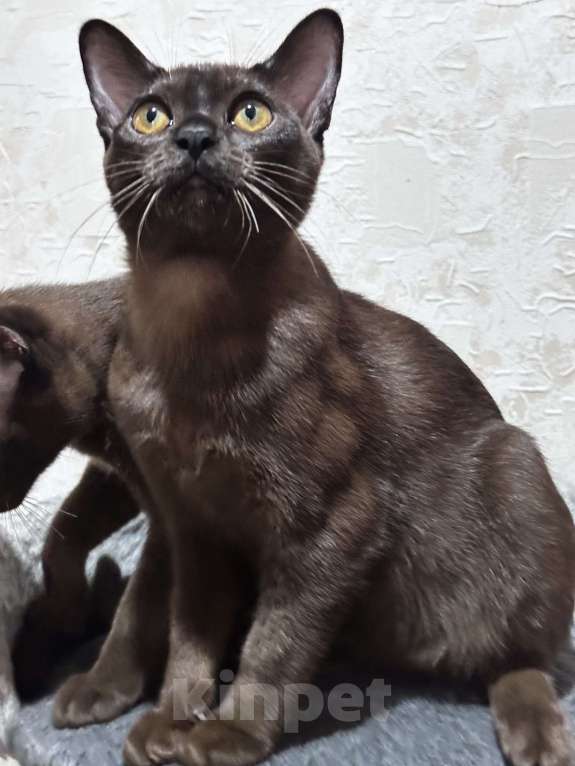 Кошки в Энгельс: Котята европейской бурмы Девочка, 30 000 руб. - фото 4