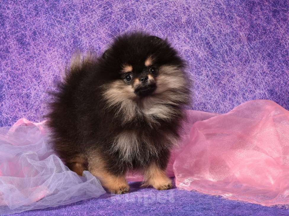 Собаки в Москве: Померанский шпиц девочка Принцесса  Девочка, 50 000 руб. - фото 3