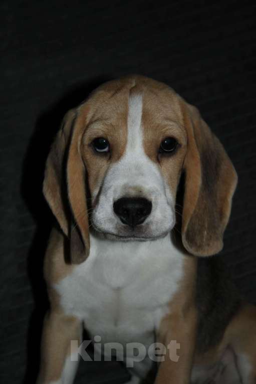 Собаки в Москве: Щенки Бигля  Мальчик, 70 000 руб. - фото 2