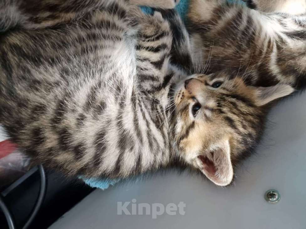 Кошки в других городах Московской области: Котята шотландские  Мальчик, Бесплатно - фото 5