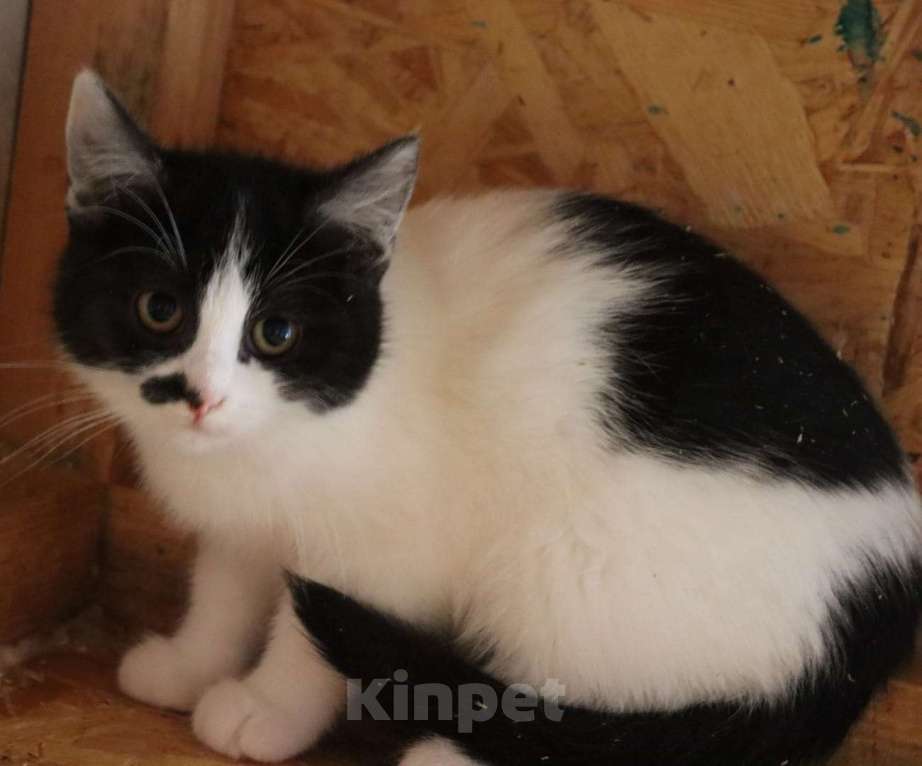 Кошки в Москве: Боня в поисках родителей Девочка, Бесплатно - фото 2