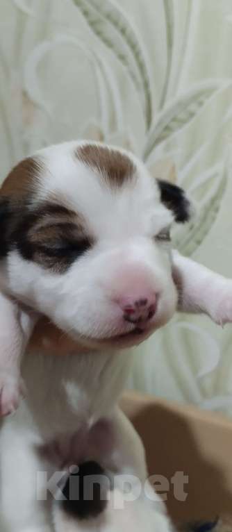 Собаки в Москве: ПРОДАМ ЩЕНКОВ ПОРОДЫ ДЖЕК РАССЕЛ ТЕРЬЕР Мальчик, 25 000 руб. - фото 3