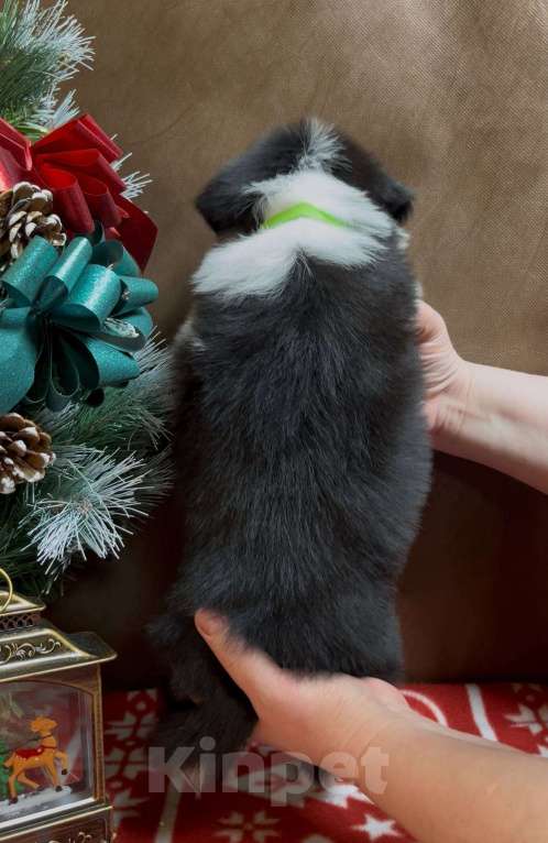 Собаки в других городах Московской области: Бордер колли очаровательная малышка Девочка, 70 000 руб. - фото 7