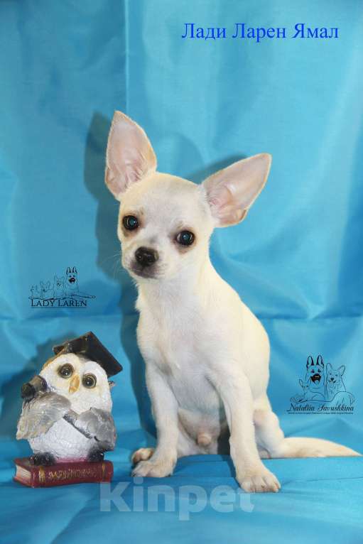 Собаки в Москве: Щенки чихуахуа Мальчик, Бесплатно - фото 9