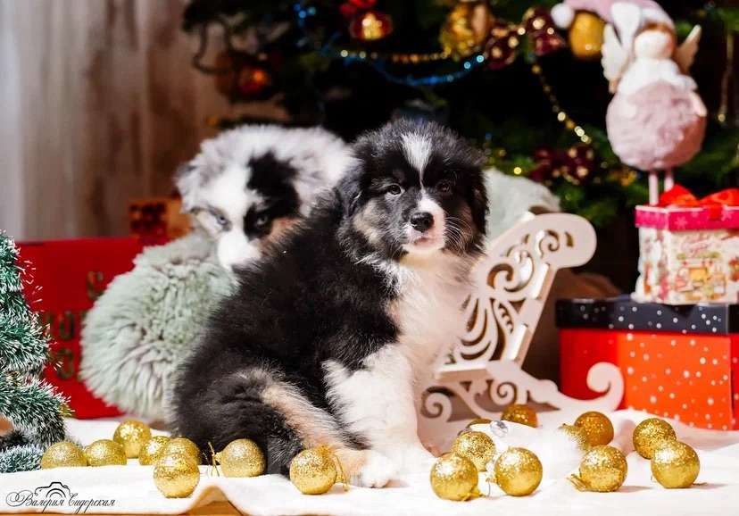 Собаки в Воронеже: Австралийская овчарка щенок Мальчик, 60 000 руб. - фото 1