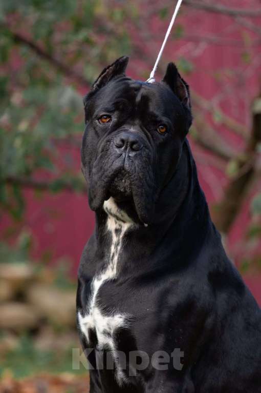 Собаки в Донецке: Вязка кане корсо Мальчик, Бесплатно - фото 7