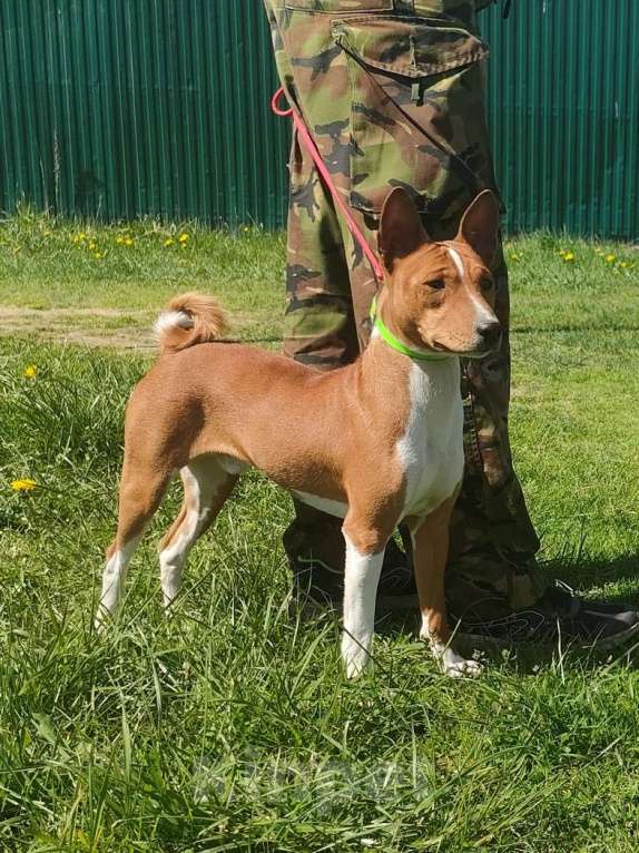 Собаки в Красноармейске: Кобель баснджи на вязку Мальчик, 7 000 руб. - фото 2