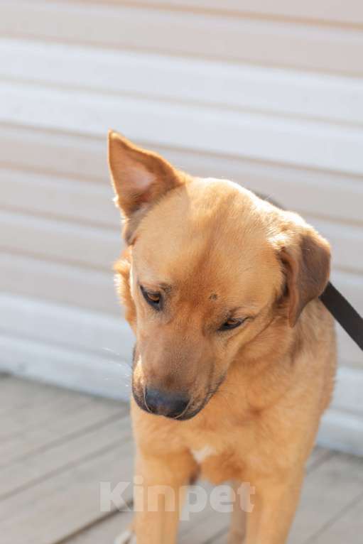 Собаки в Москве: Гризли. С особой нежностью о нем Мальчик, 1 руб. - фото 4