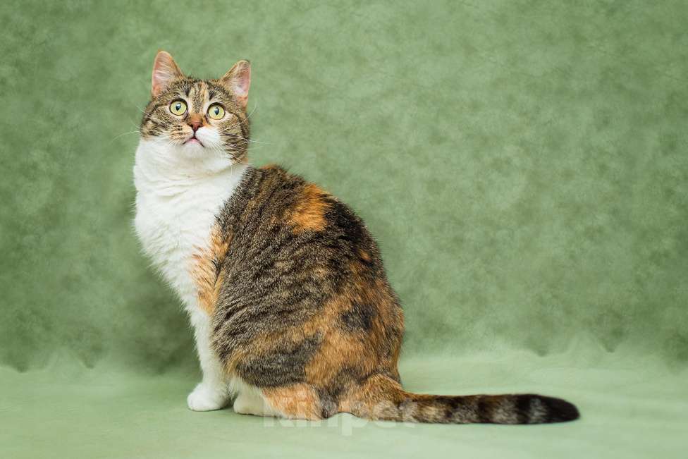 Кошки в Москве: Кошечка Габи в добрые руки Девочка, Бесплатно - фото 7