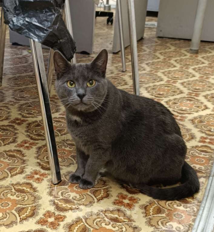 Кошки в Москве: Серьёзный Мурчело Мальчик, Бесплатно - фото 2