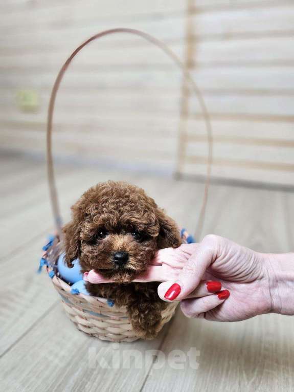 Собаки в Химках: Той-пудель мини мальчик в разведение Мальчик, 200 000 руб. - фото 5