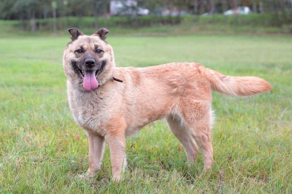 Собаки в Москве: Асторию еле спасли от живодёра  Девочка, Бесплатно - фото 3