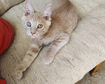 Кошки в Долгопрудном: Кремовый котенок мейн-кун Мальчик, 45 000 руб. - фото 4