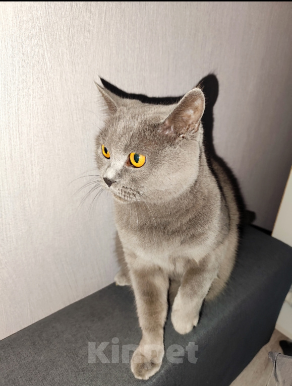 Кошки в Ростове-на-Дону: Потерялась кошка Буся Девочка, 5 000 руб. - фото 2
