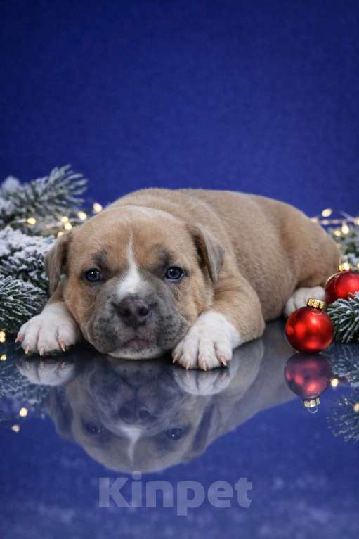 Собаки в Донецке: Бронирование щенков американский булли Мальчик, Бесплатно - фото 2